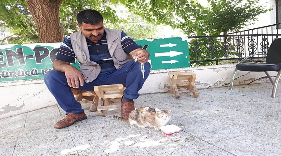 Hasta kedi esnafın ilgisiyle hayata döndü