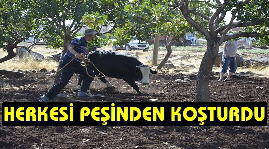 Kaçan boğa okul bahçesinde yakalanabildi