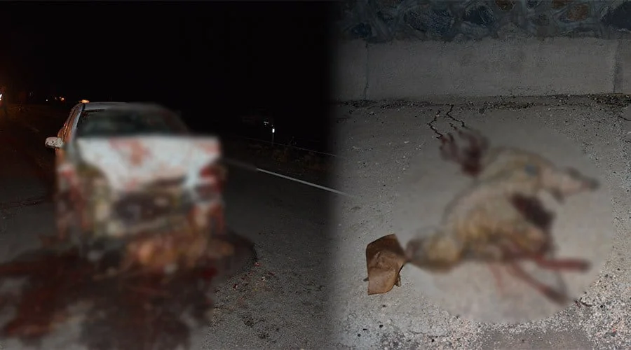 Otomobilin çarptığı sürüde 40 koyun telef oldu