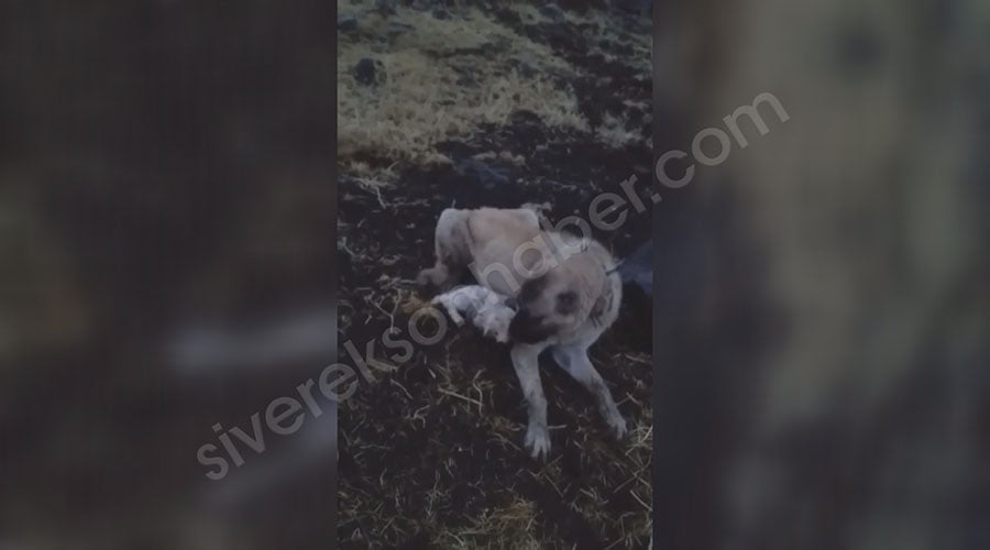 Yavru kuzuya kangal köpeği sahip çıktı