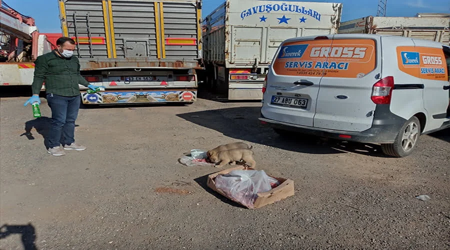 Hayvan severler sokak hayvanlarını unutmadı