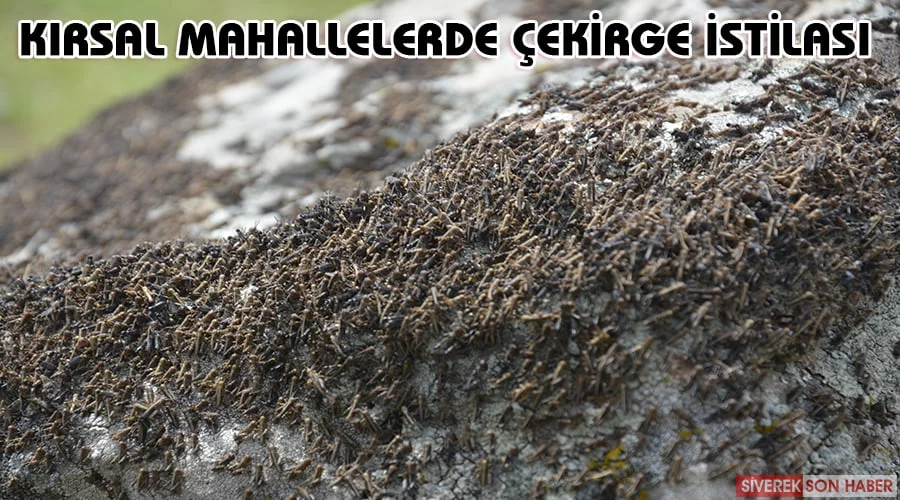 Kırsal mahallelerde çekirge istilası