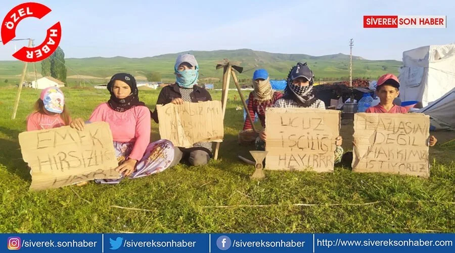 Siverekli mevsimlik işçiler çalışma şartlarından şikayetçi!