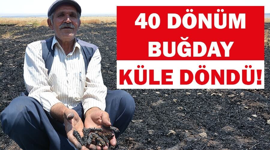Çıkan yangında 40 dönüm buğday küle döndü