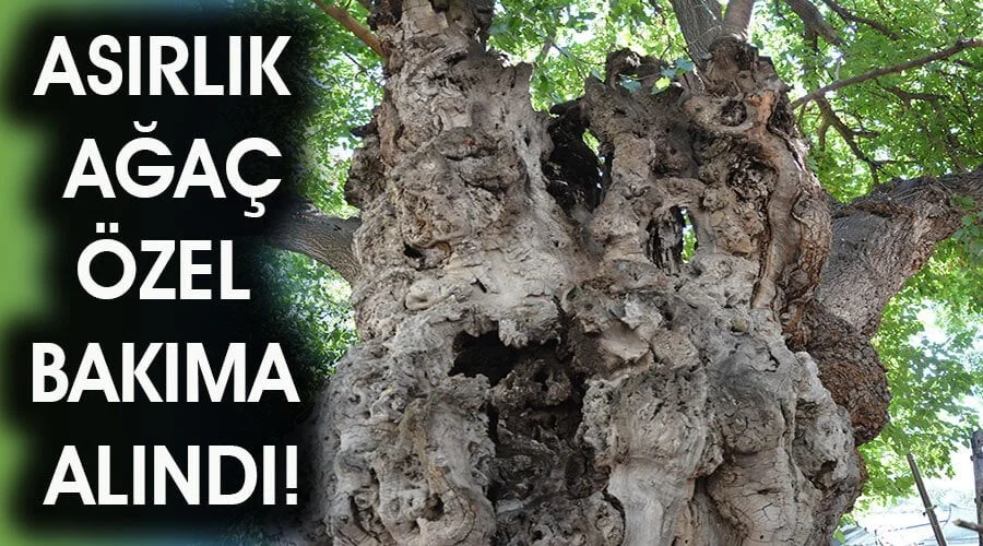 Tarihe tanıklık eden asırlık ağaç özel bakıma alındı