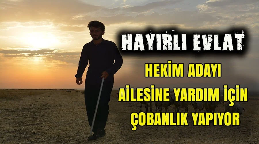 Hekim adayı ailesine yardım için çobanlık yapıyor