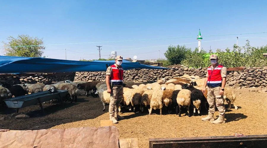 Jandarmanın bulduğu küçükbaş hayvanlar sahibine teslim edildi