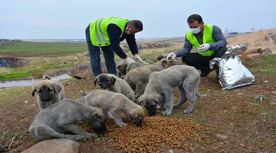 Kısıtlamada sokak hayvanları unutulmadı