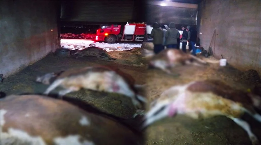 Dumandan zehirlenen büyükbaş hayvanlar telef oldu!