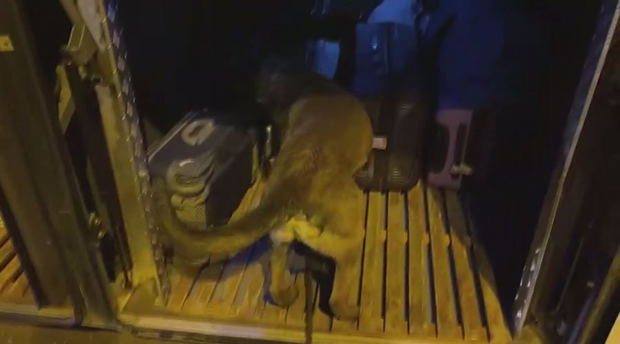 Yolcu otobüsünde 10 kilo 820 gram esrar bulundu!