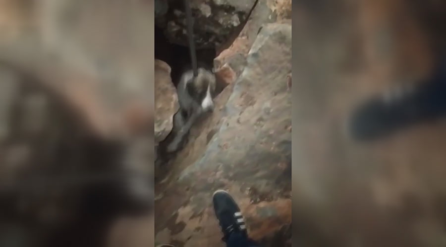 Çukura düşen köpeği itfaiye kurtardı