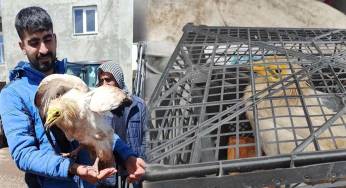 Yaralı bulunan akbaba koruma altına alındı