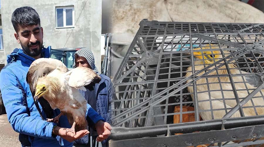 Yaralı bulunan akbaba koruma altına alındı