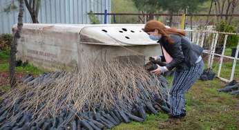 Merkez ve kırsal mahalle okullarına fidan dağıtıldı