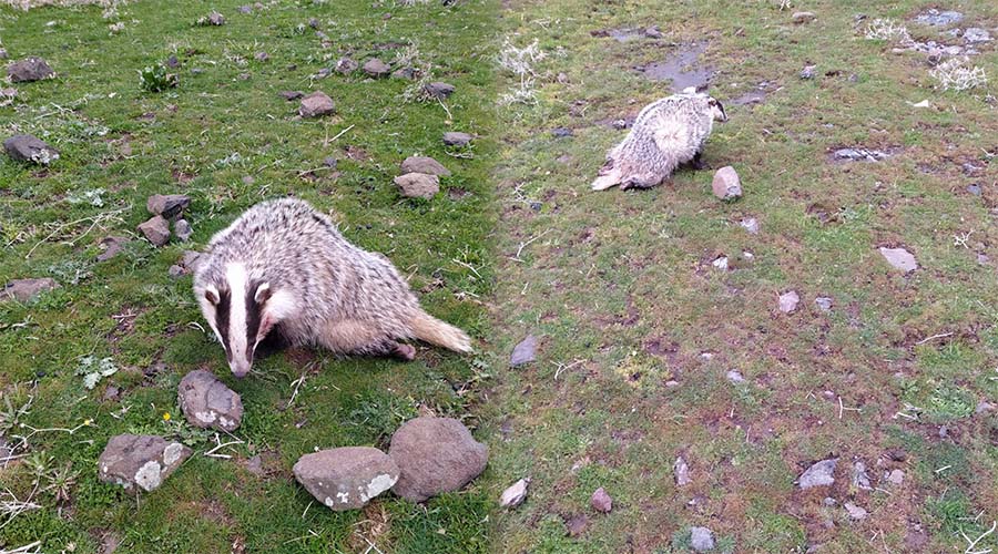Yaralı porsuk koruma altına alındı
