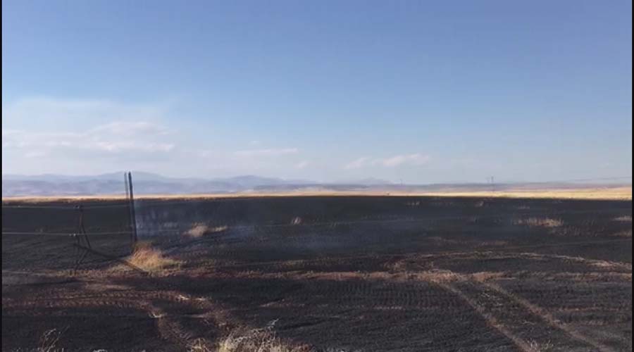 80 dönümlük buğday tarlası küle döndü!