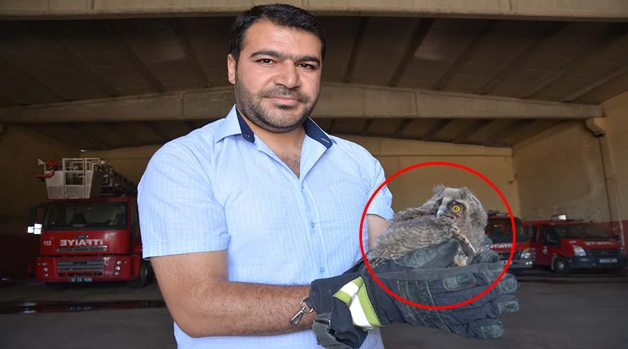 Yavru baykuşa itfaiye ekipleri sahip çıktı!