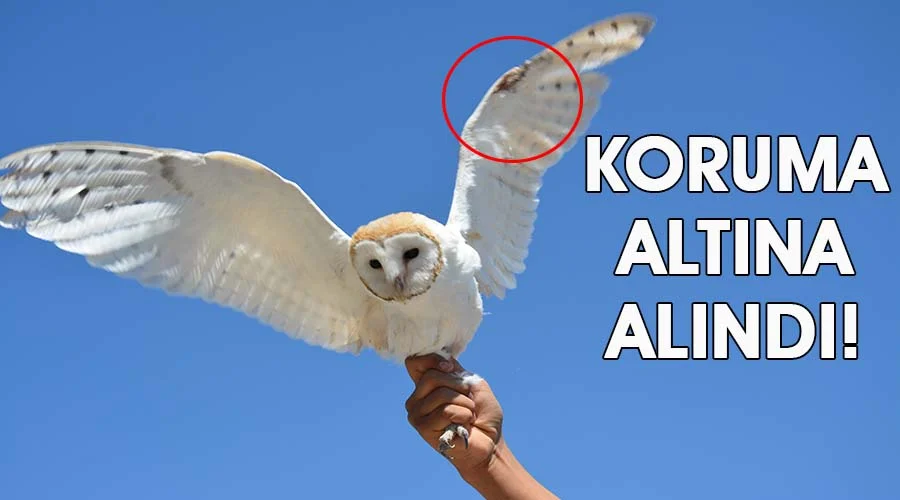 Yaralı halde bulunan peçeli baykuş koruma altına alındı