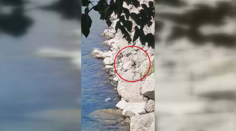 Nesli tehlike altında! Fırat Nehri’nde görüntülendi