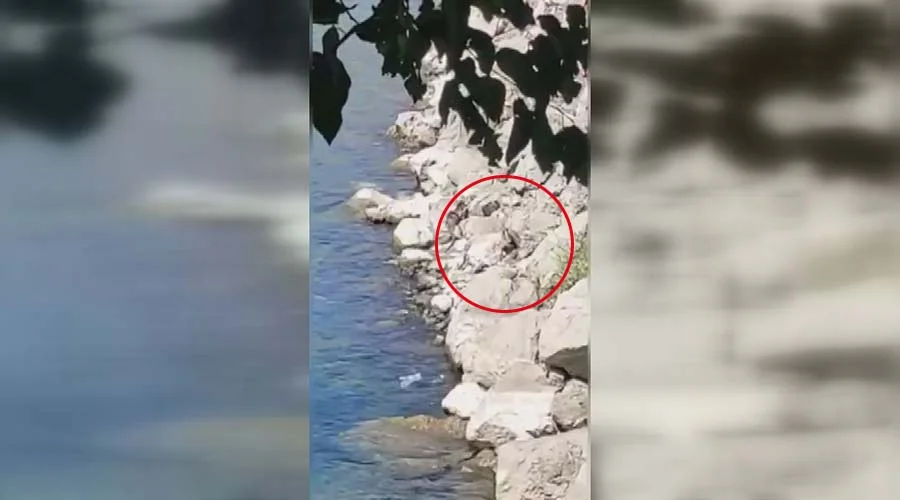 Nesli tehlike altında! Fırat Nehri’nde görüntülendi