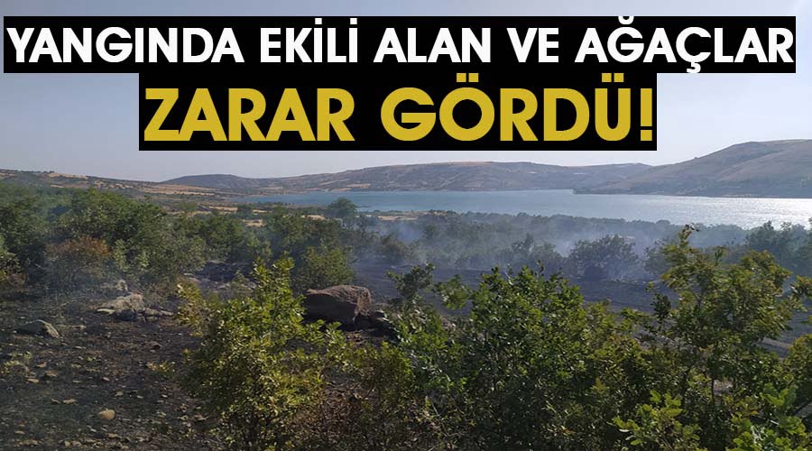 Yangında ekili alan ve ağaçlar yandı!