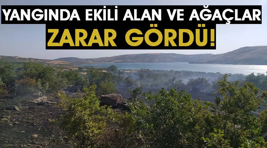 Yangında ekili alan ve ağaçlar yandı!