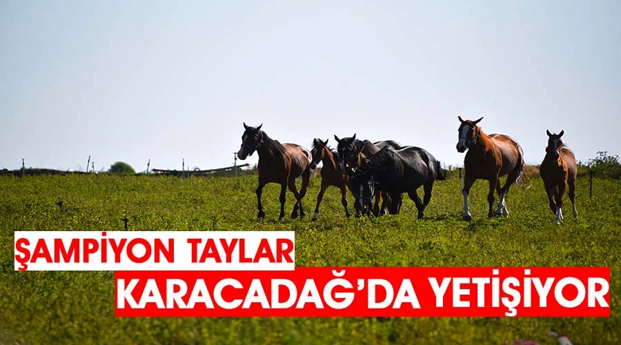 Şampiyon adayı taylar Karacadağ eteklerinde yetişiyor