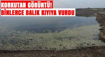 Baraj göletinde korkutan görüntü! Binlercesi kıyıya vurdu