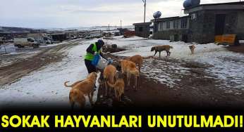 Sokak hayvanları yoğun karda unutulmadı