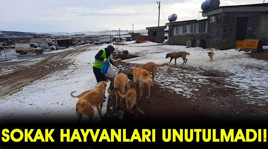 Sokak hayvanları yoğun karda unutulmadı