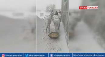 Donmak üzere bulunan eşekler korumaya alındı