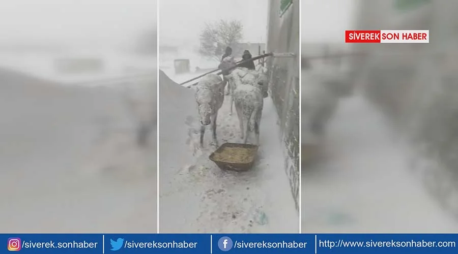 Donmak üzere bulunan eşekler korumaya alındı