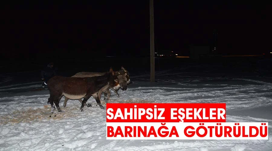 Donma tehlikesi geçiren hayvanlar barınağa götürüldü