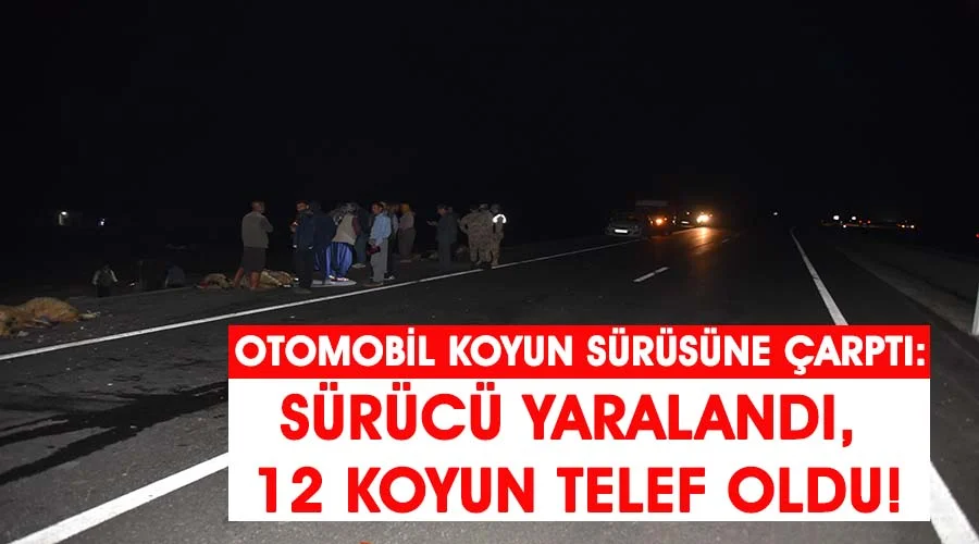 Koyun sürüsüne çarpan otomobilin sürücüsü yaralandı