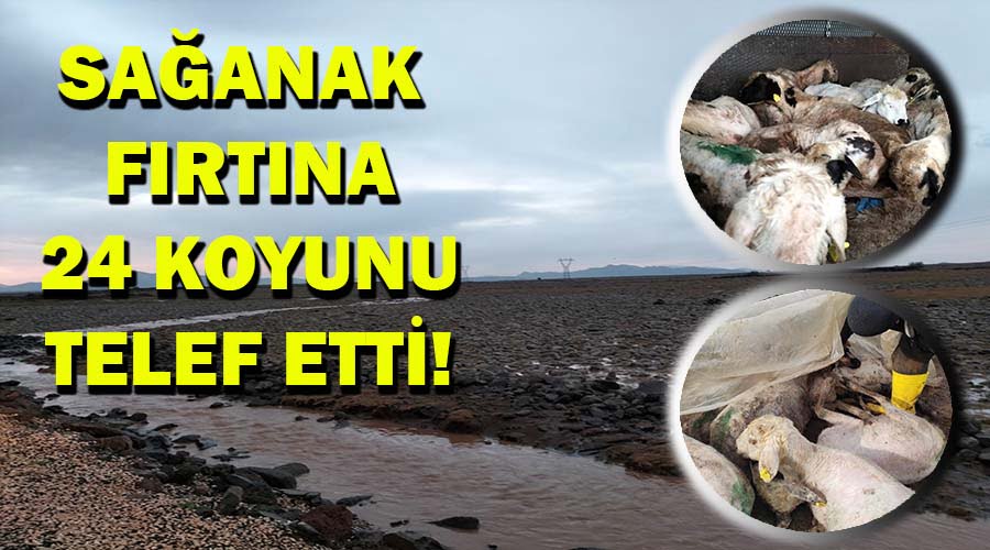 Etkili olan sağanak ve fırtına 24 koyunu telef etti