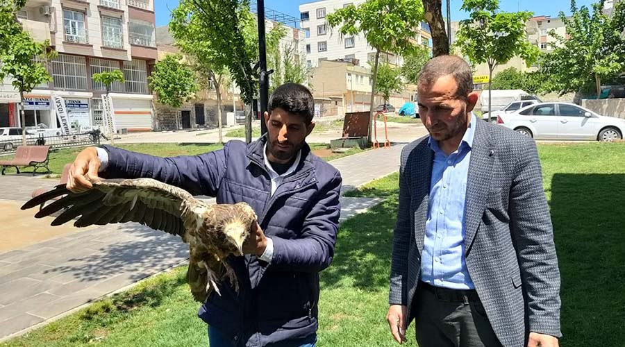 Nesli tehlikede olan yaralı küçük akbaba korumaya alındı