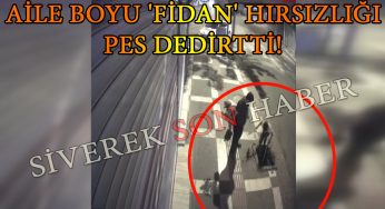 Aile boyu ‘fidan’ hırsızlığı pes dedirtti!