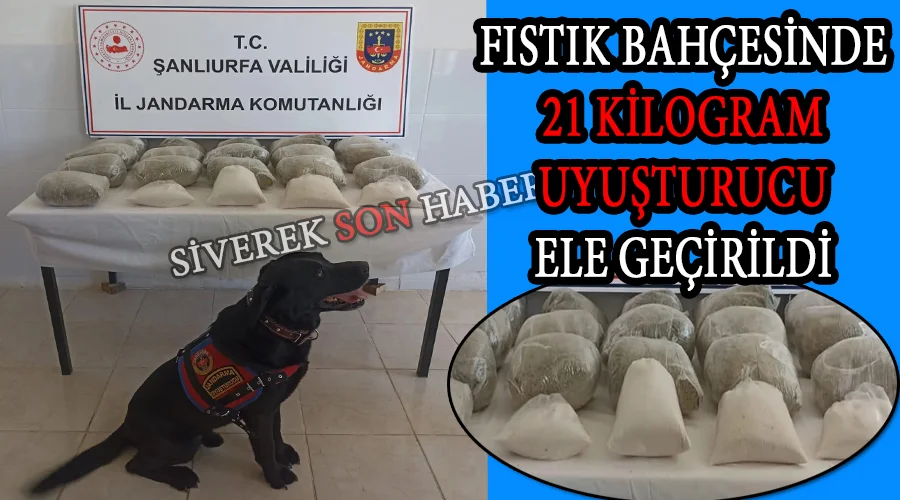 Fıstık bahçesinde 21 kilogram uyuşturucu ele geçirildi