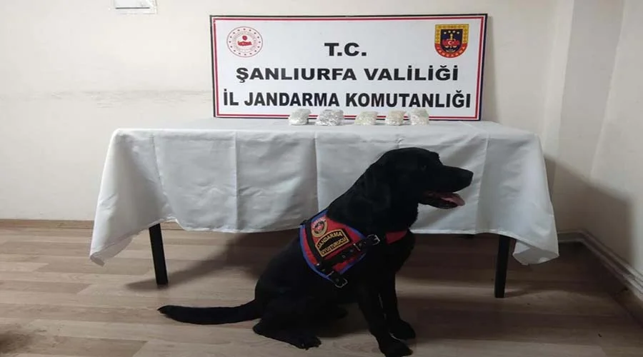 Kaçakçılık operasyonunda 5 kişi gözaltına alındı!