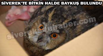 Siverek’te yaralı baykuş bulundu