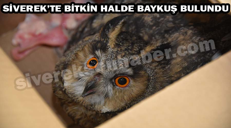Siverek’te yaralı baykuş bulundu