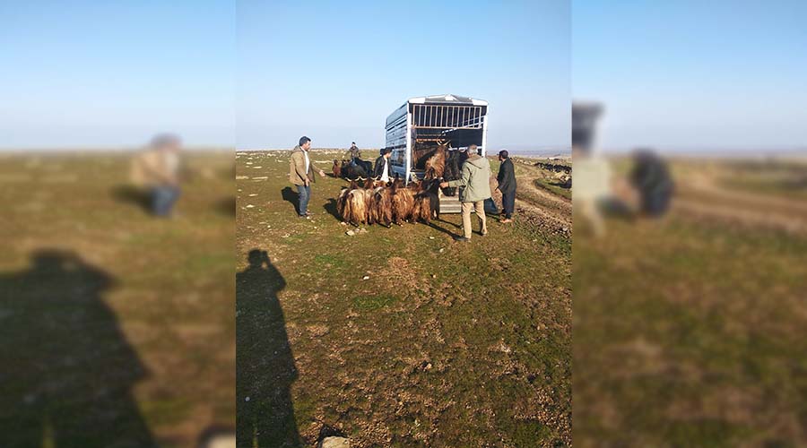 Siverek’ten çalınan hayvanlar Diyarbakır’da bulundu