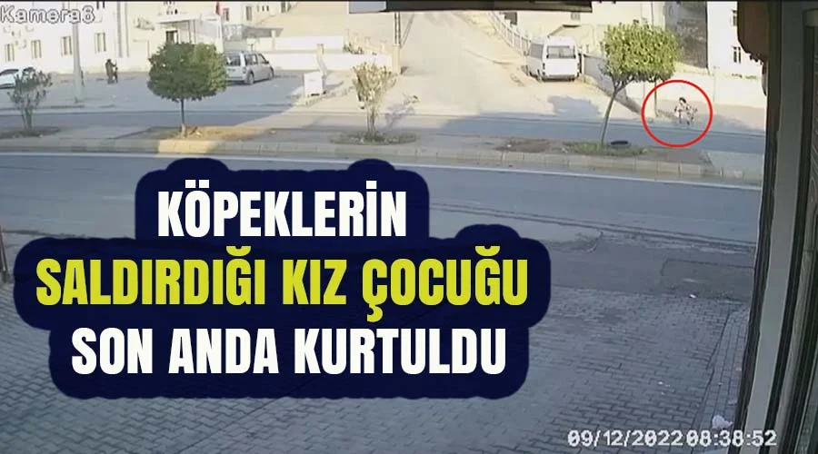 Köpeklerin saldırdığı kız çocuğu son anda kurtuldu
