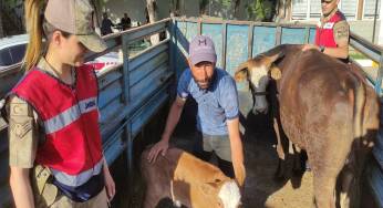 Evin önünden çalınan inek, sahibine teslim edildi
