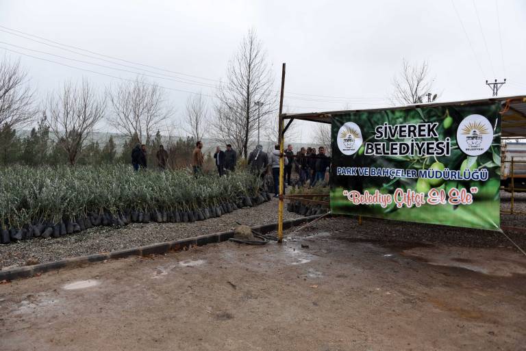 Siverek Belediyesinden çiftçilere meyve fidanı desteği