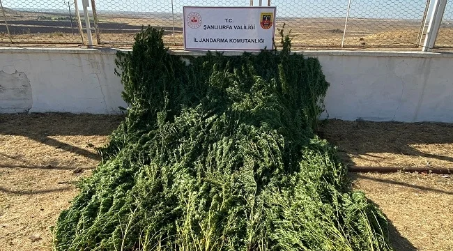Siverek’te bamya tarlasında kenevir ele geçirildi