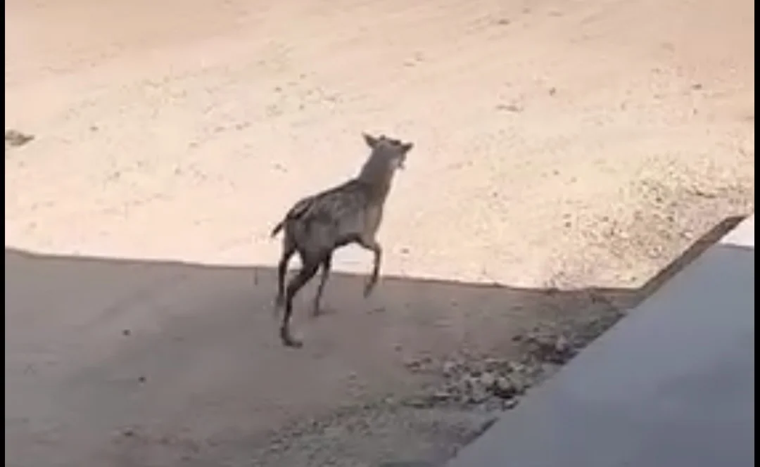 Akçakale’de nesli tükenmekte olan Alageyik görüldü