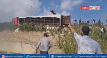 Şarampole devrilen tırda 80 koyun telef oldu