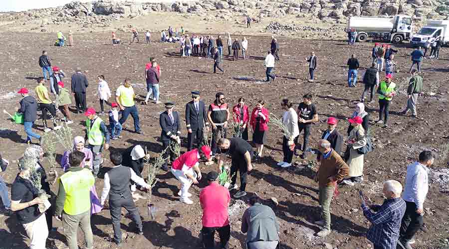 Siverek’te 90 bin meyve fidanı toprakla buluşacak