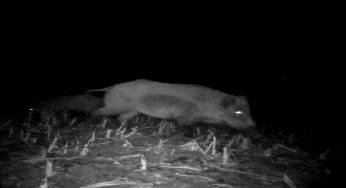 Domuz saldırısına uğrayan çiftçi, ağır yaralandı!